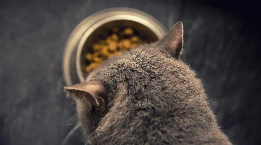 Best Dry Cat Food