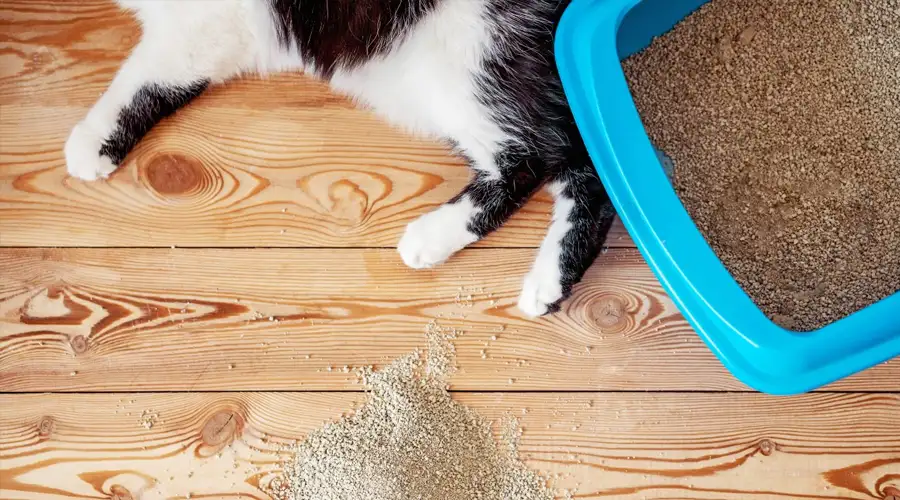Best Dust Free Cat Litter