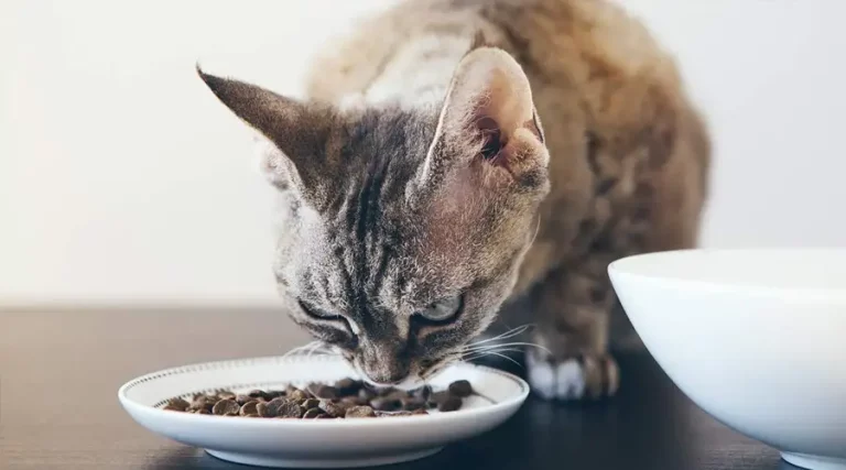 Best Freeze-Dried Cat Food 2023 : Our Choices for Frozen Morsels of Delicious Raw Food