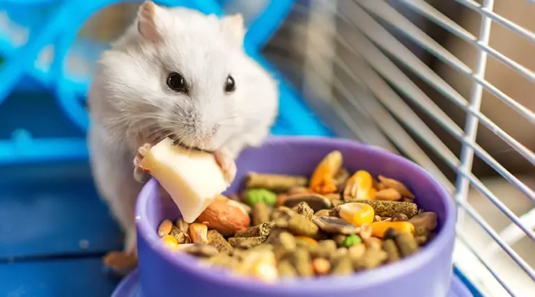 7 Best Hamster Foods + Answers to Frequently Asked Hamster Feeding Questions