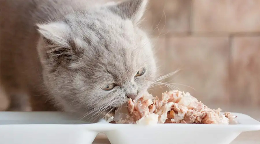 Best High Protein Cat Food