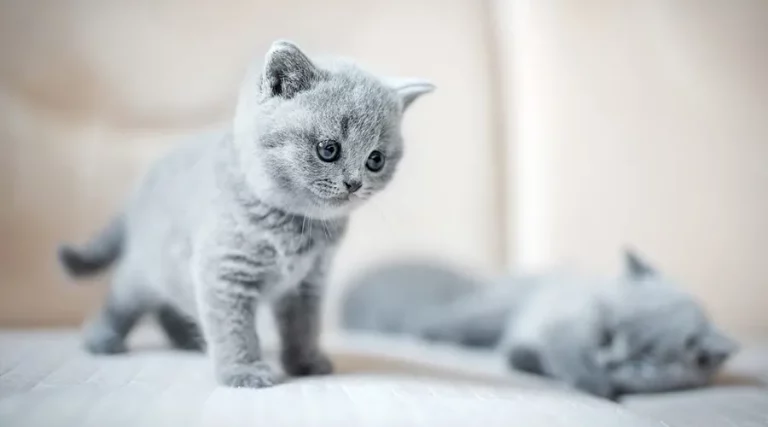Best Litter for Kittens 2023 – Textured Training For Your New Addition