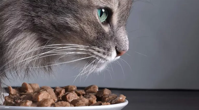 Best Limited Ingredient Cat Food 2023 – Our Favorite Elimination Diet Recipes for Cats with Intolerance