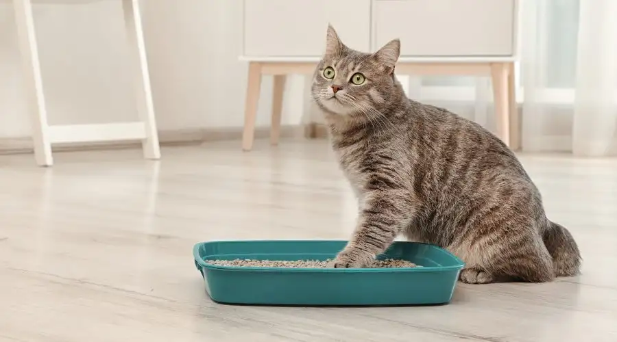 Best Litter Box
