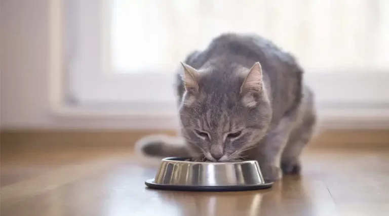 Best Low Protein Cat Food 2023 – Top Recipes for Kidney Conscious Cats