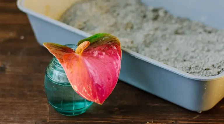 Best Scented Cat Litter 2023 : Fragrant Litters That Smell Great