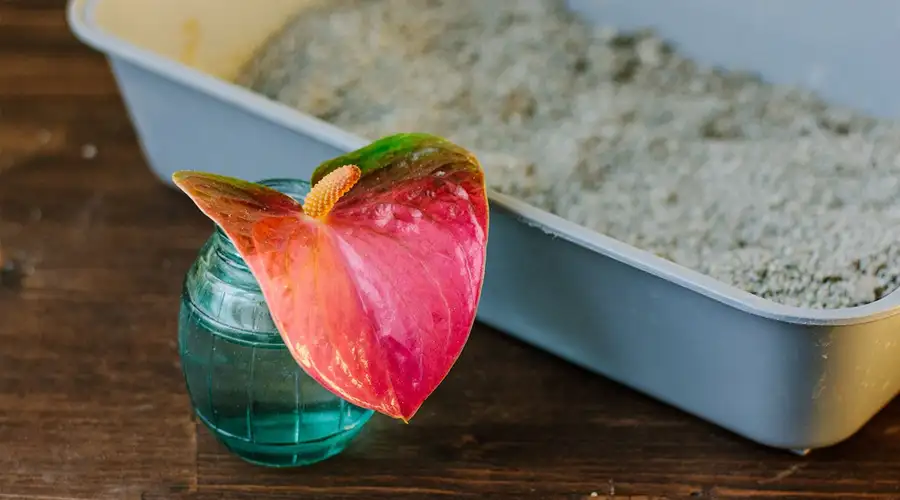 Best Scented Cat Litter
