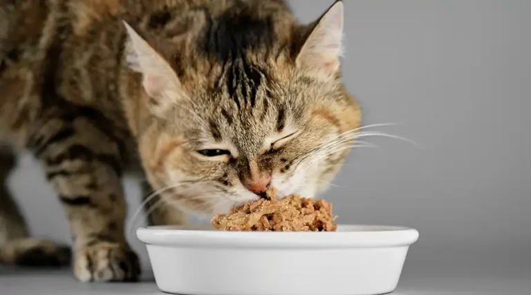 Best Wet Cat Food 2023 – Our Favorite Canned Soft Food & Stews