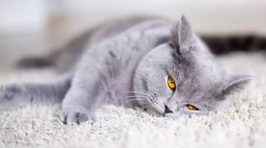 British Shorthair Cat