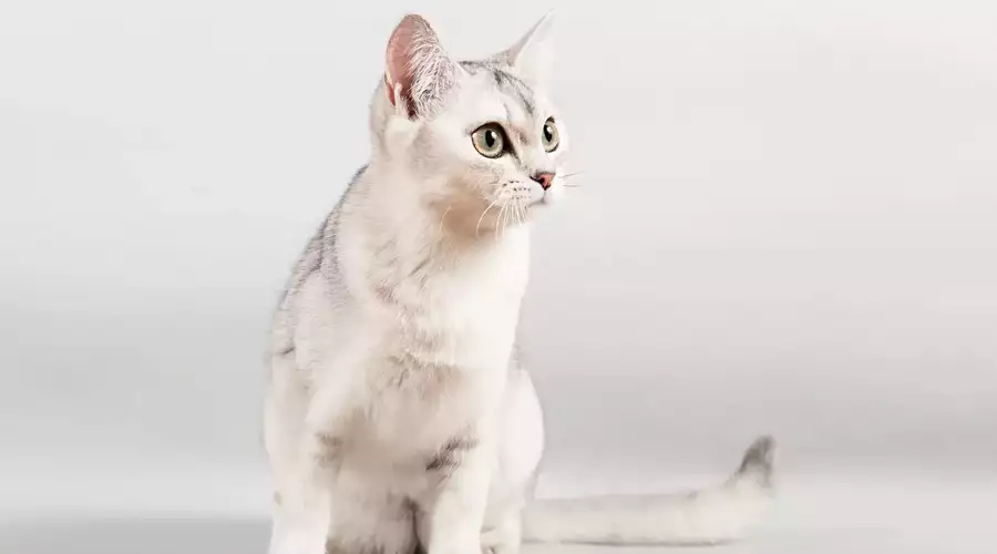 Burmilla Cat