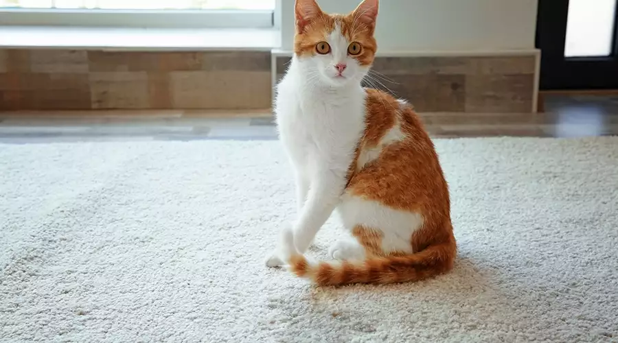 Cat Sitting Next To Urine Spot on Carpet