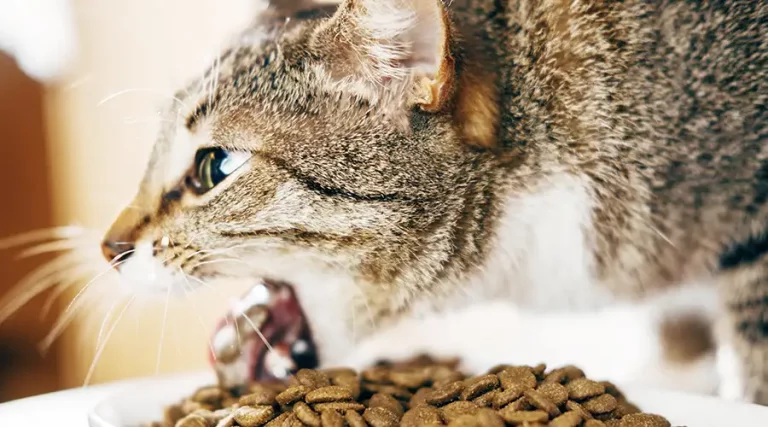 Best Cat Food for Cats Who Throw Up 2023 – Top Recipes for Cats with Digestive Issues