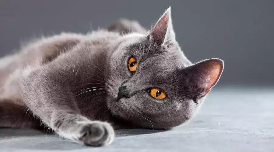 Chartreux Cat
