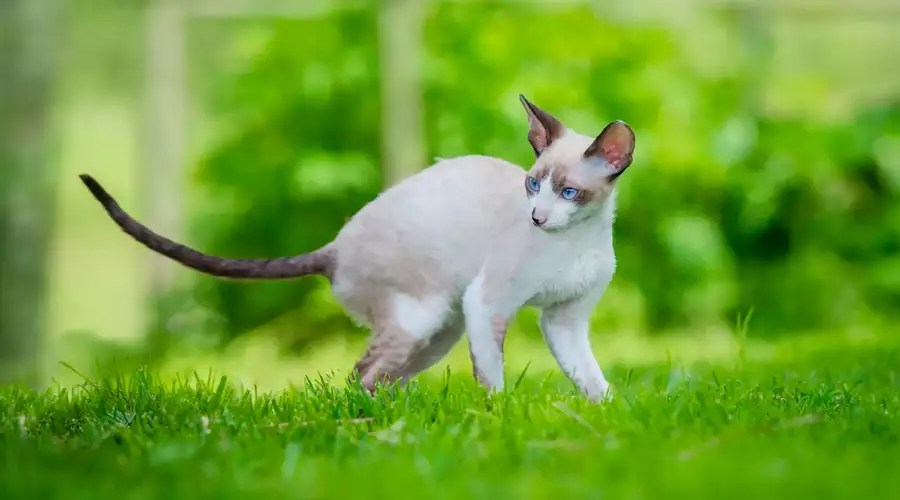 Cornish Rex Cat