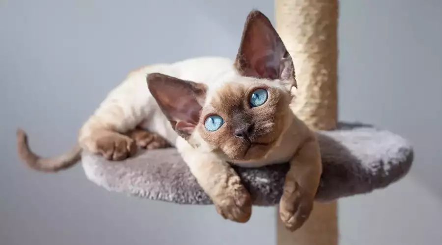 Devon Rex Cat