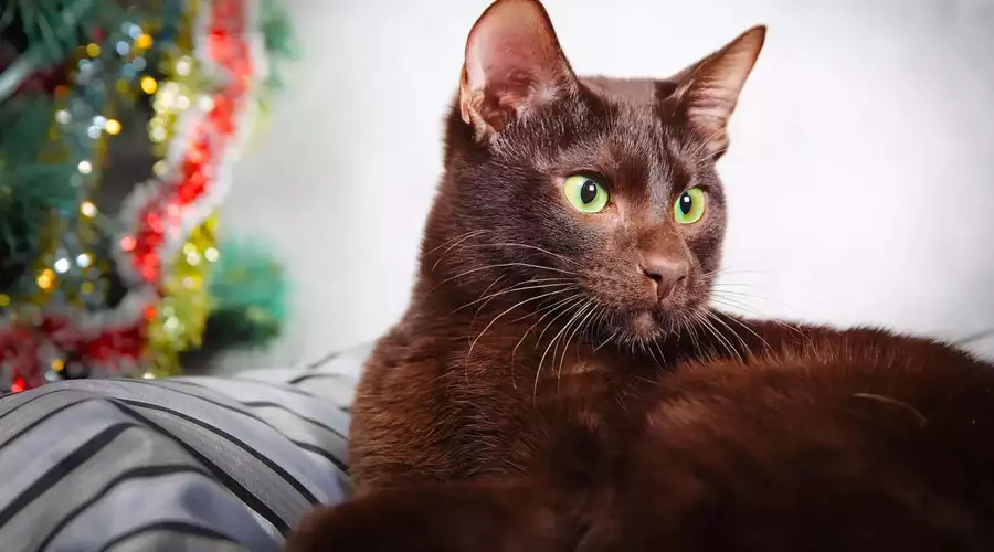havana brown cat