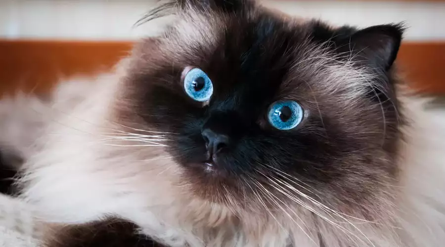 Himalayan Cat