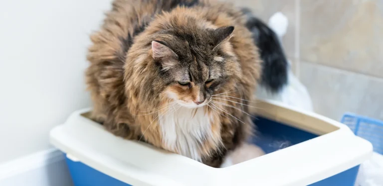 Best Litter Box for Large Cats