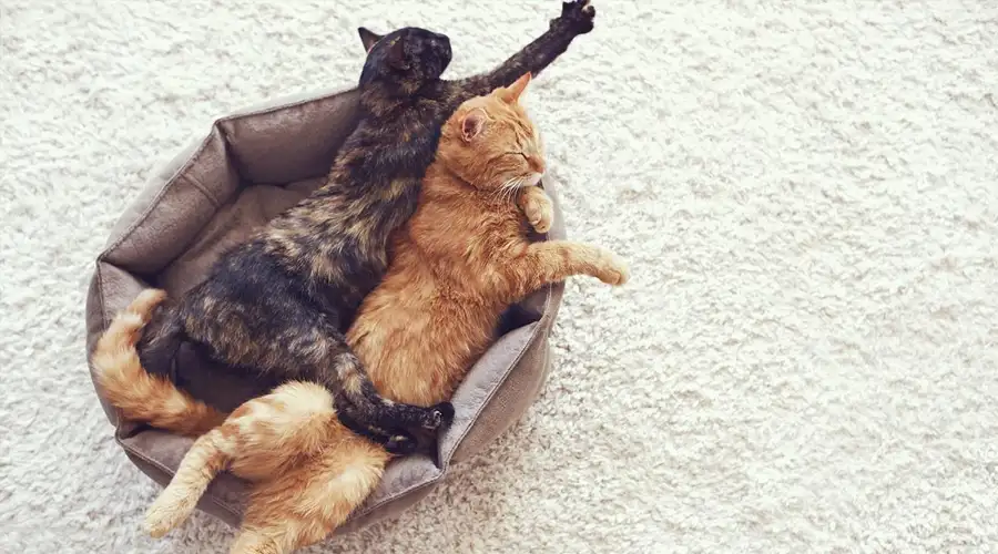 Best Litter Box For Multiple Cats