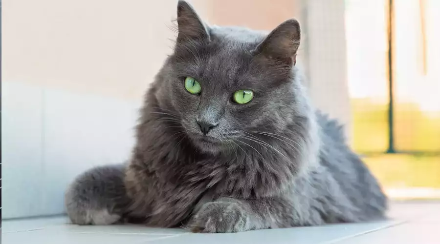 Nebelung Cat