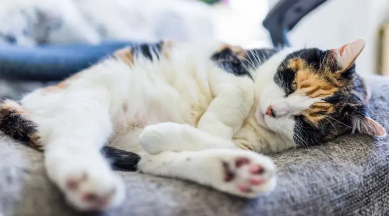 Best Non-Tracking Cat Litter : Top 2023 Options That Stay In The Box