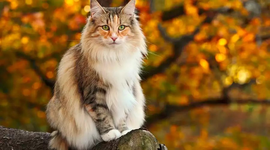 Norwegian Forest Cat