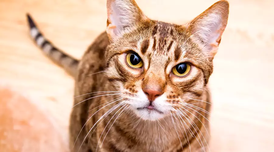 Ocicat Cat