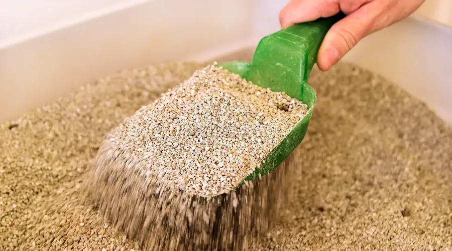 Best Odor Control Cat Litter
