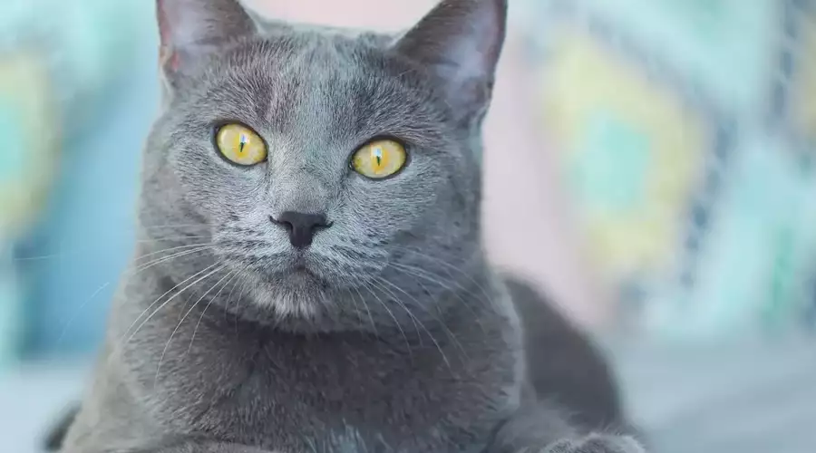 Russian Blue Cat