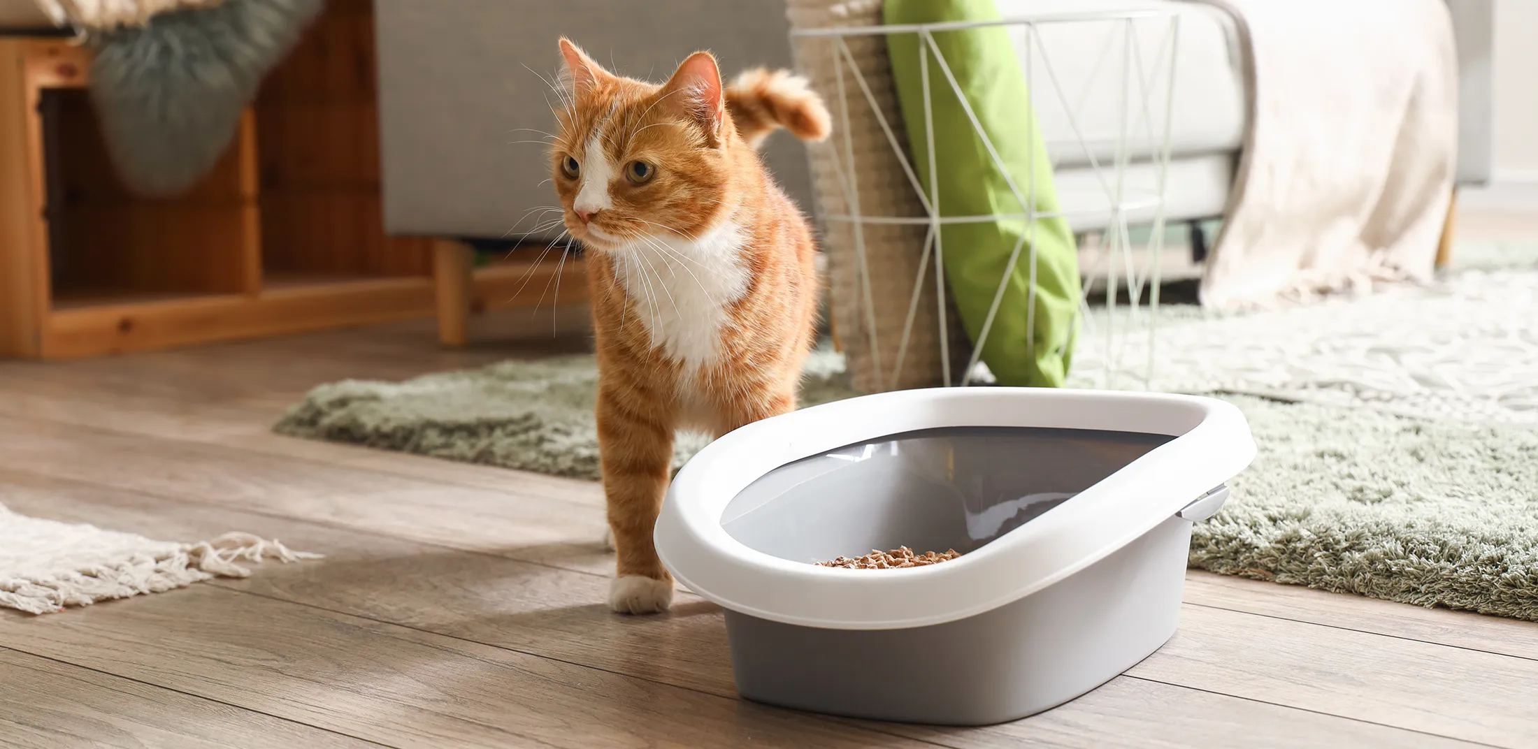 Best unscented cat litter