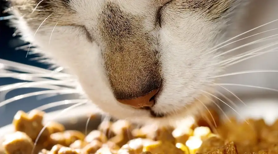 Best Cat Food For Sensitive Stomach