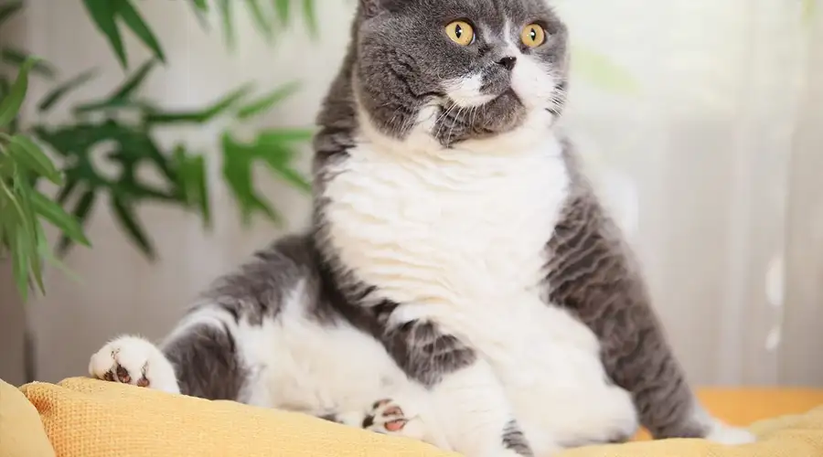 Best Weight Loss Cat Food