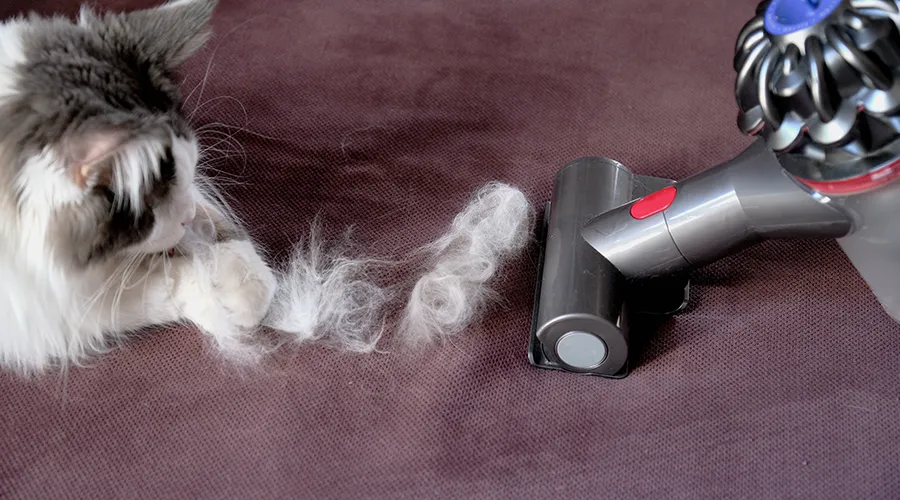Best Vacuum for Cat Hair