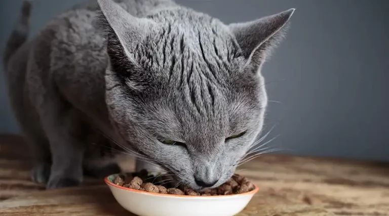 Best Hypoallergenic Cat Food 2023 – Our Favorite Brands for Cats with Allergies