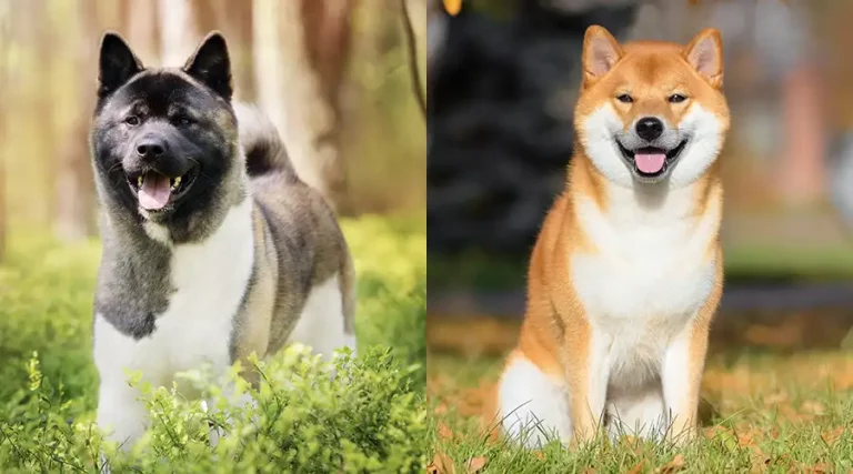 Akita vs Shiba Inu – Comparing These Japanese Dog Breeds
