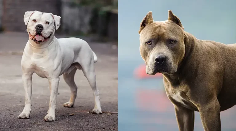 American Bulldog vs Pitbull : Powerful Breed Comparison