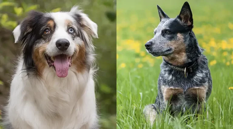 Australian Shepherd vs Blue Heeler – A Herding Dog Comparison