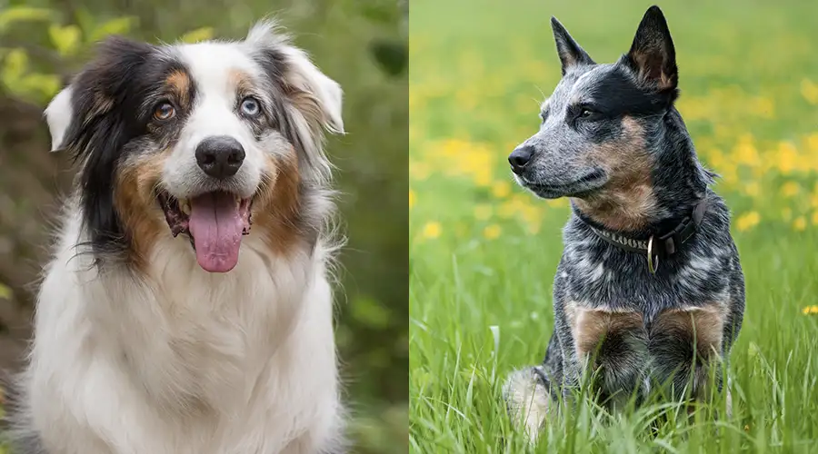Australian Shepherd vs Blue Heeler