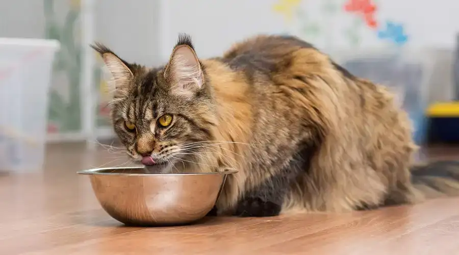 Best Human Grade Cat Food