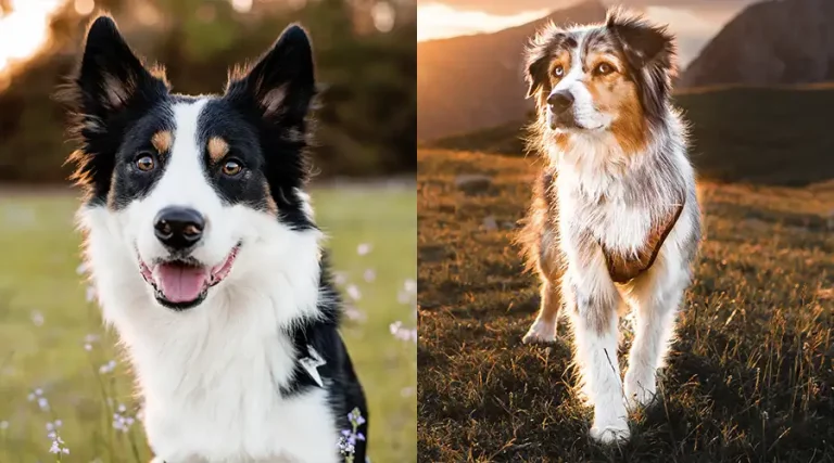 Border Collie vs Australian Shepherd – Comparing These Hard Working Dogs