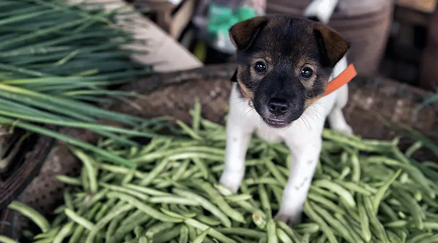 Can Dogs Eat Beans