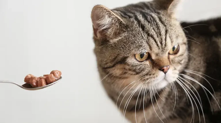 Cat Not Eating? 10 Common Reasons Why Your Otherwise Normal Cat Might Be Refusing Food and Water