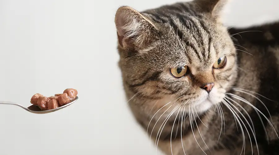 Cat Not Eating