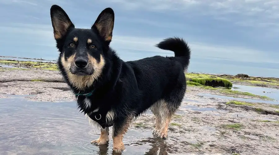 Corgi German Shepherd Mix