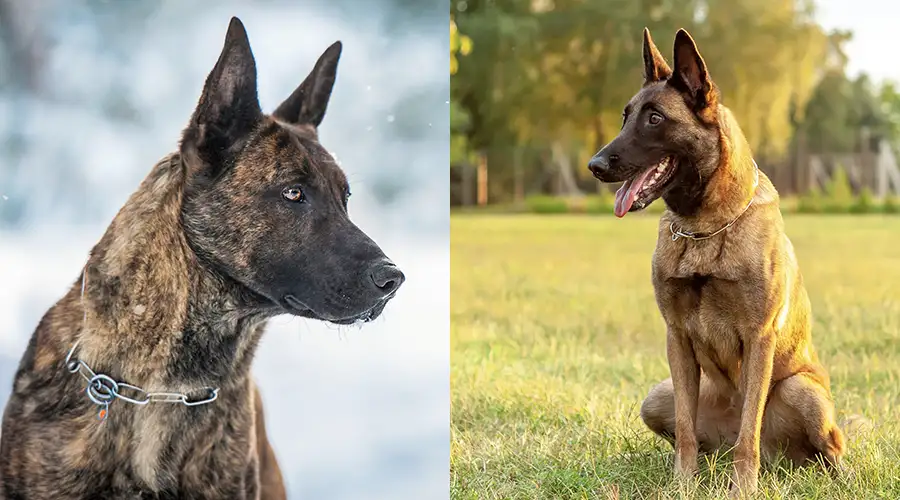 Dutch Shepherd vs Malinois
