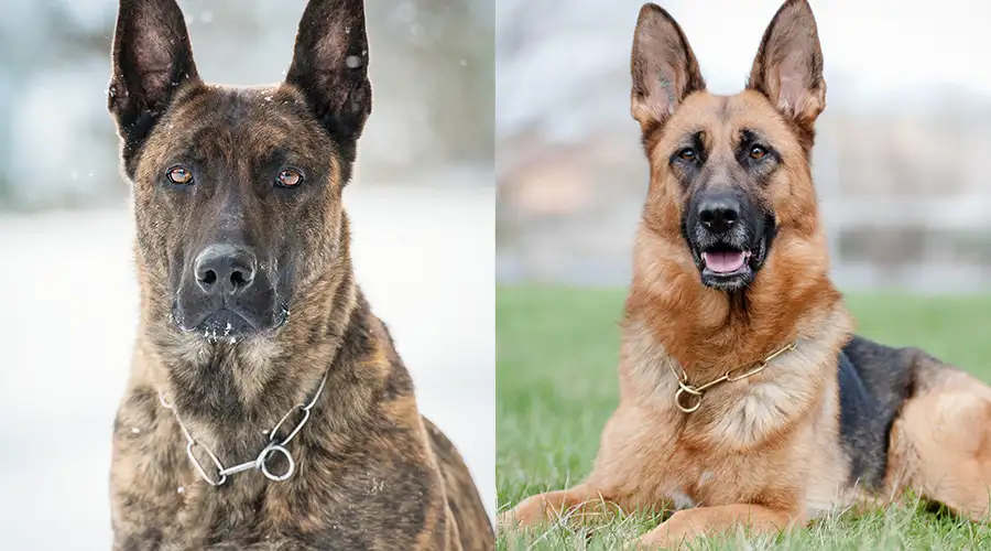 Dutch Shepherd vs German Shepherd