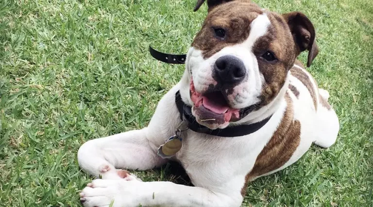 English Bulldog Pitbull Mix: A Cross Breed Overview