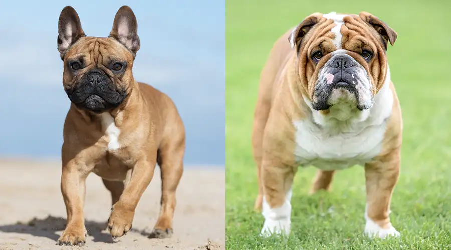 French Bulldog vs English Bulldog