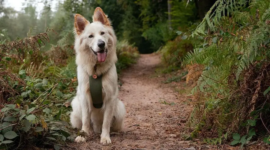 Golden Shepherd on Hike