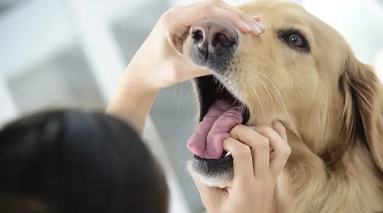 How Many Teeth Do Dogs Have? An Exact Tooth Count for Your Puppy or Adult Dog